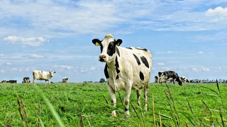 A dairy cow in a farm in the Netherlands.