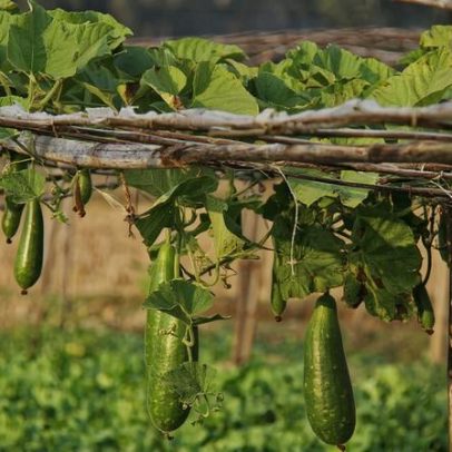 Novo método agrícola substitui a jhum nas colinas de Bangladesh