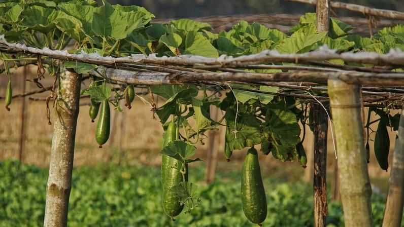 Cucumber and bitter gourd plants climbed over bamboo trellises, their fruits swaying gently in the breeze, while Milan Tanchangya, a 43-year-old farmer, plucked the cucumbers using a knife and placed them in a basket.