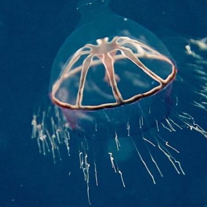 Regras de mineração em alto-mar atrasam, apesar de pressão urgente