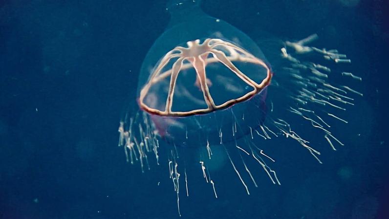 Regras de mineração em alto-mar atrasam, apesar de pressão urgente