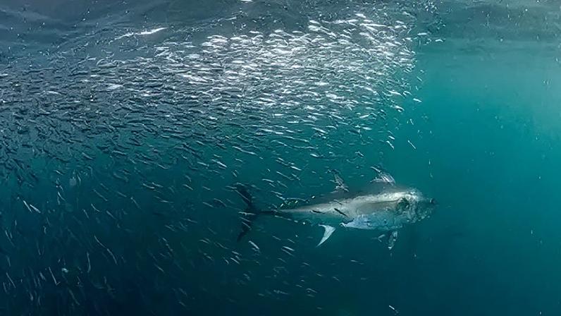 Regras rígidas para a pesca recreativa de atum-rabilho