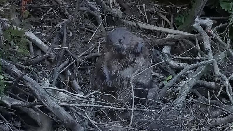 Castores soltos se estabelecem após ano de altos e baixos