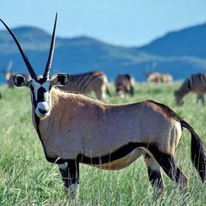 Reserva sul-africana mostra como carbono impulsiona a rewilding na conservação