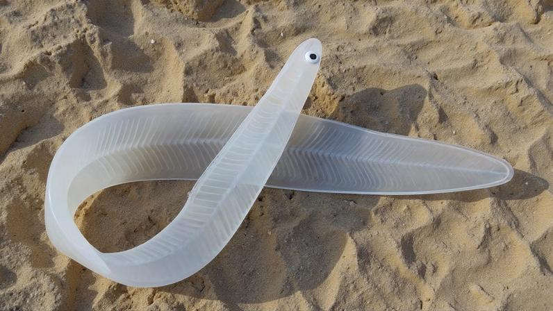 Every year, up to 100 tonnes of glass eels, worth €2.5-3 billion, are smuggled out of Europe.