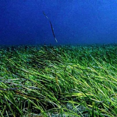 Prados submersos ajudam a evitar o recuo de praias