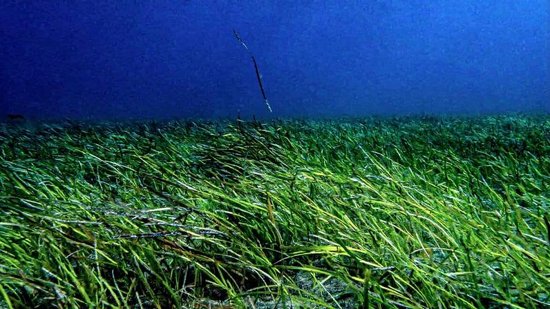 Prados submersos ajudam a evitar o recuo de praias