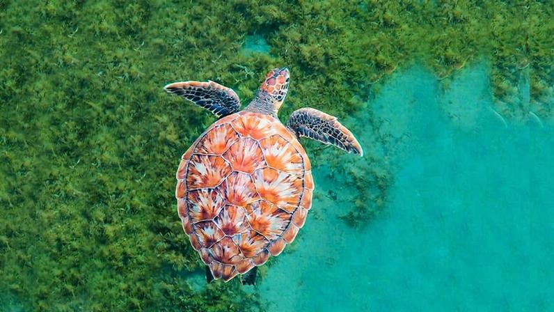 Salvar pradarias de ervas marinhas pode proteger costas do mundo