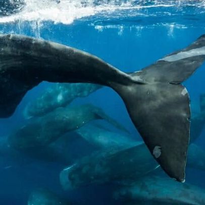 A lacuna na fiscalização oceânica