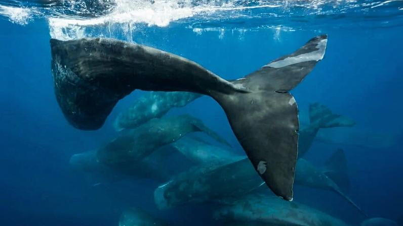 A lacuna na fiscalização oceânica