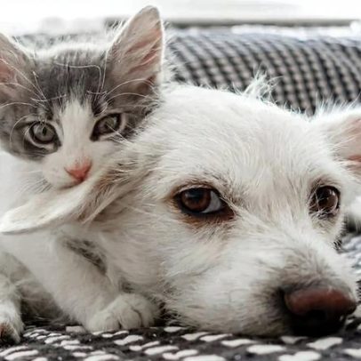 Senado avança com guarda compartilhada de pets