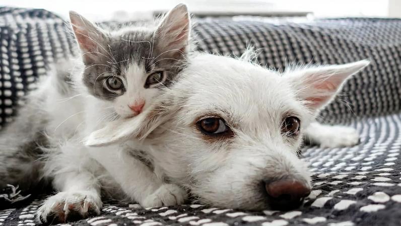 Senado avança com guarda compartilhada de pets