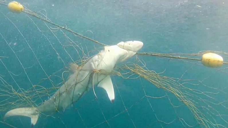 Due to their nonselective nature, shark nets and drum lines frequently kill sharks that don’t pose a threat to humans. Image from “Monsters” courtesy of Skyler Thomas.