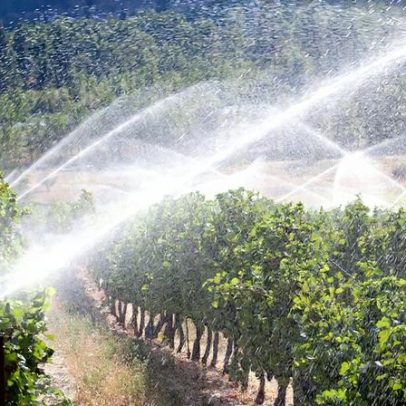 O bebedor ético: o debate sobre o uso de água na produção de vinho