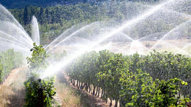 O bebedor ético: o debate sobre o uso de água na produção de vinho