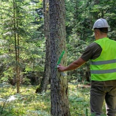 IKEA enfrenta teste de rastreabilidade de madeira sob EUDR