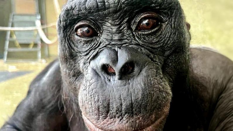 Kanzi, bonobo, mostra que animais podem brincar de faz de conta
