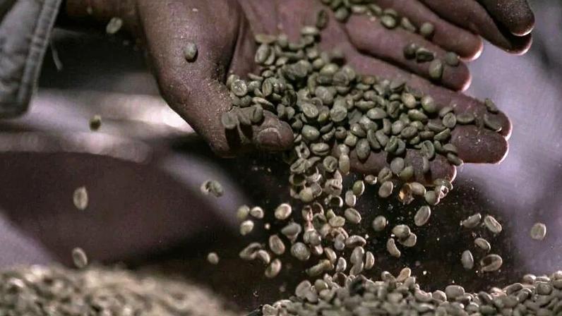 Produtor brasileiro pode receber US$ 20 mil por saca de café ancestral raro