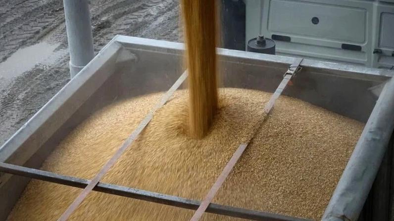 Carga de milho é despejada em um caminhão, em uma instalação de armazenamento de grãos