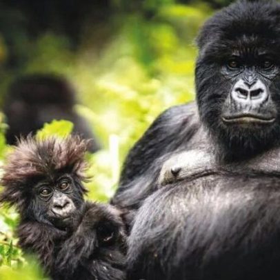 Frente a frente com um gorila em Ruanda: experiência na selva