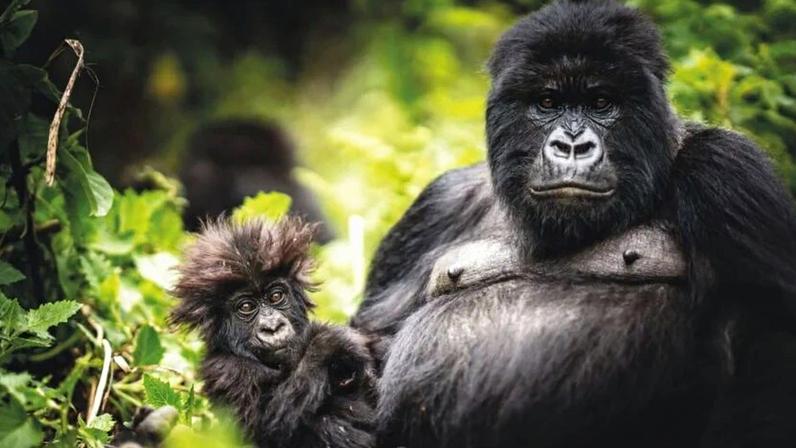 Frente a frente com um gorila em Ruanda: experiência na selva