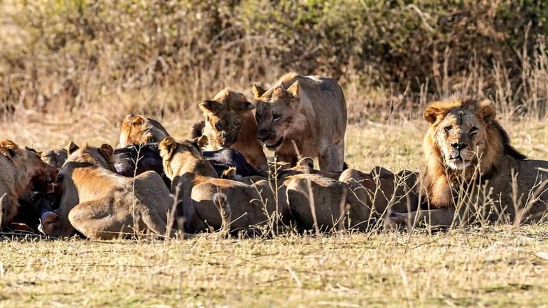 A pack of lions in Botswana.