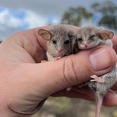 O menor marsupial do mundo pode viver além de sua área conhecida na Austrália