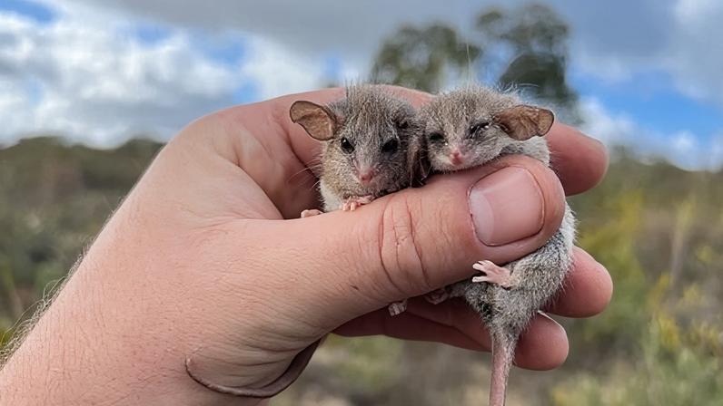 A pair of pygmy possums in South Australia.