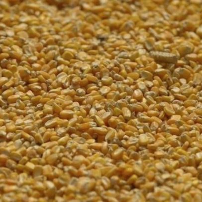 Ucrânia vê área de milho estável e risco de choque de fertilizantes em 2027