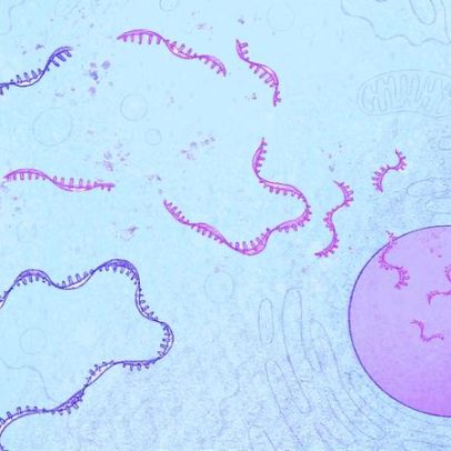 Novos insights sobre um processo oculto que protege células de mutações nocivas