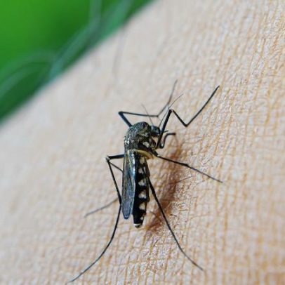 Chikungunya preocupa Mato Grosso do Sul; entenda a doença