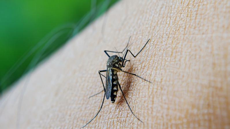 Chikungunya preocupa Mato Grosso do Sul; entenda a doença