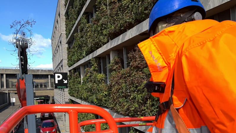 Parede viva cultivada para reduzir emissões de carbono