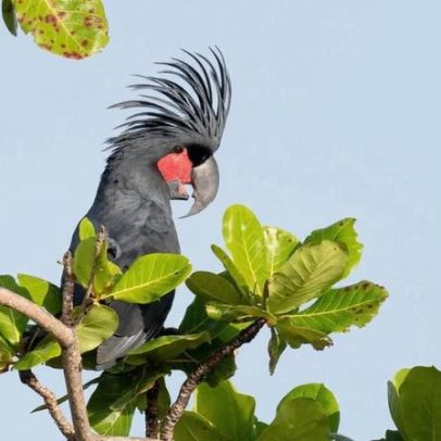 Filhote de cacatua das palmeiras deixa toca artificial na Austrália