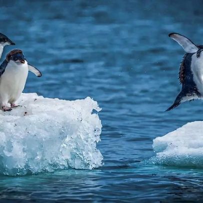 Chuvas chegam à Antártica, alterando o continente gelado
