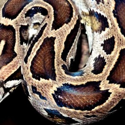 Estudo com sangue de pítons pode levar a novos medicamentos contra obesidade