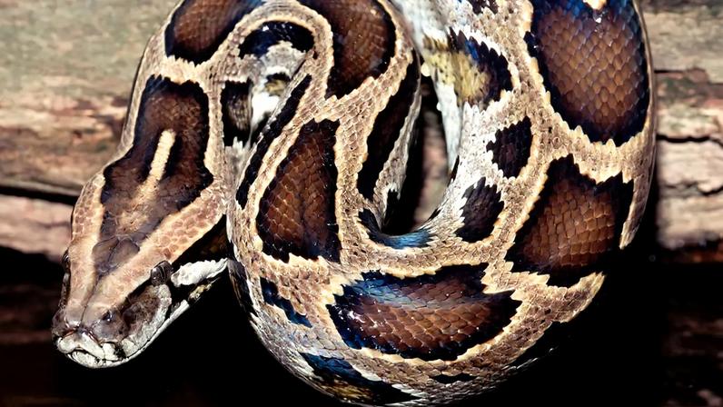 Estudo com sangue de pítons pode levar a novos medicamentos contra obesidade