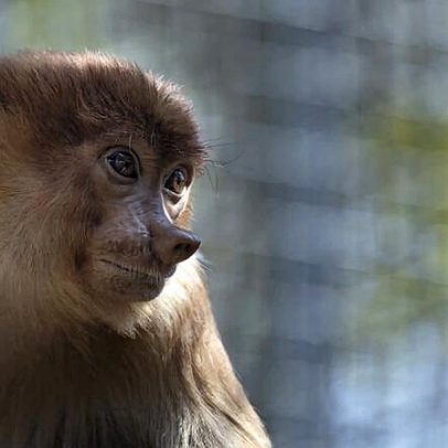 Macaco-narigudo na Tailândia reforça evidências de comércio ilegal transfronteiro