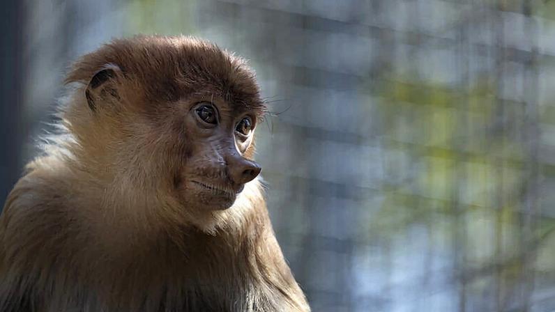 Macaco-narigudo na Tailândia reforça evidências de comércio ilegal transfronteiro
