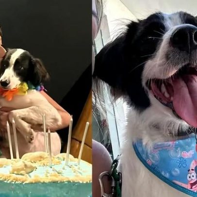 Cachorro de Samira do BBB 26, amputado, já tem milhares de seguidores