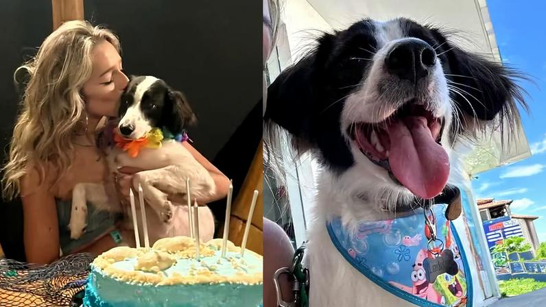 Cachorro de Samira do BBB 26, que ganhou patinha após amputação, já soma milhares de seguidores — Foto: Reprodução/Instagram