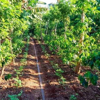 Acordo entre Embrapa e FAO amplia pesquisa em sistemas agroalimentares