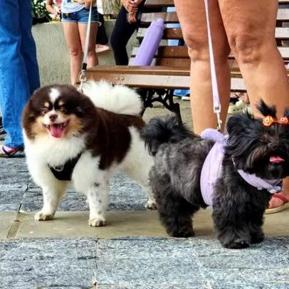 Senado aprova regras para guarda compartilhada de pets em divórcio