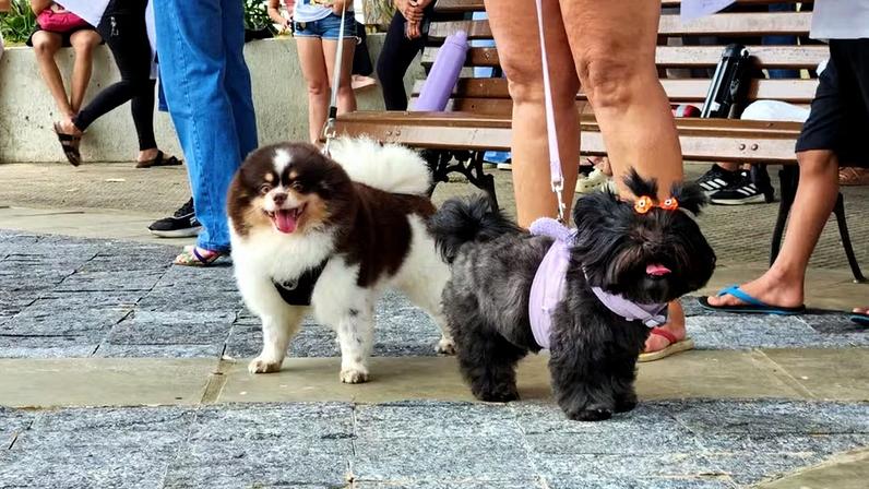 Senado aprova regras para guarda compartilhada de pets em divórcio