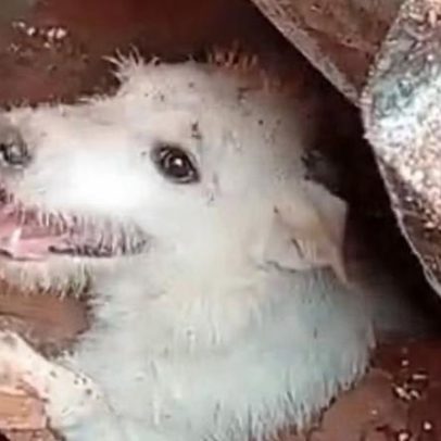 Lula sanciona lei que cria política para resgate de animais em desastres