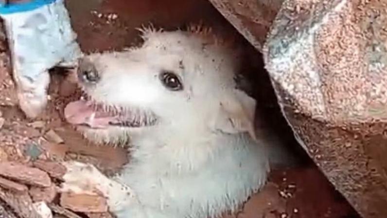 Lula sanciona lei que cria política para resgate de animais em desastres