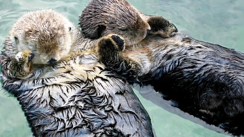 Lontras dormem de mãos dadas?
