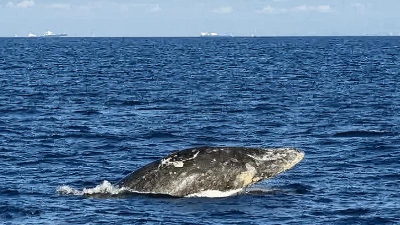 Gray whales undertake long spring time migrations north up the Pacific Coast to feed in the Arctic (File picture)