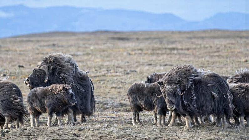 Muskox canadenses: dupla ameaça de doenças inéditas e clima