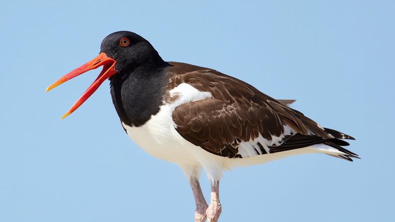 An American oystercatcher on the beach in Stone Harbor, New Jersey. Image via Wikimedia Commons, Creative Commons Attribution-Share Alike 4.0 International license.